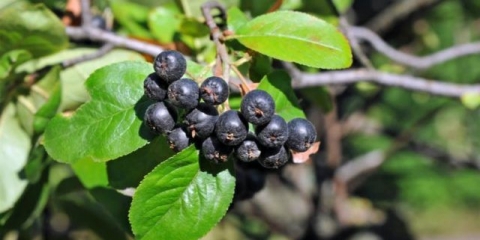 Kada ubrati plodove aronije